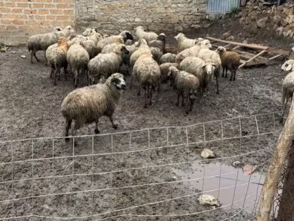 Schaf, Schafe