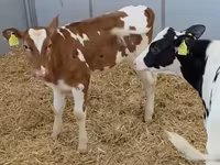 母牛, Russian Black pied cattle — 照片 5