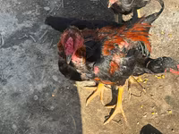 Chickens — photo 2