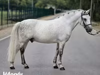 Kůň, Falabella — foto 3