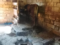 Cow, Cattle — photo 1