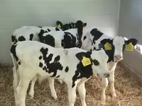 Buğa, Russian Black pied cattle — foto 1