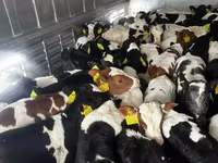 أبقار (دفعة، الجنس غير محدد), Russian Black pied cattle — الصورة 1