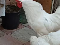 Australorp — foto 5