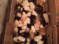 Chickens — foto 1