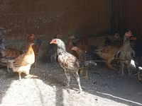 Chickens — 照片 2