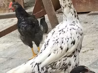 Chickens — foto 4