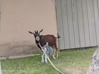 Ziege, Alpine goat — Foto 7