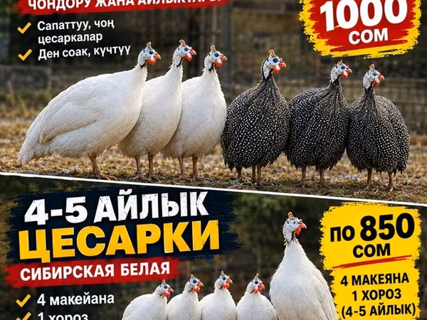 Ağ