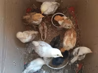 Chickens — photo 1