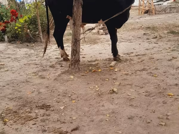 मवेशी (लॉट, लिंग निर्दिष्ट नहीं), मवेशी
