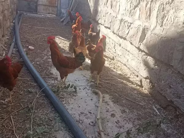 Chickens — أرمينيا