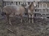 Вівця, Arashan sheep — фото 2