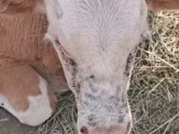 Byk, Simmental cattle — zdjęcie 1
