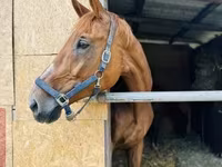 Klisna, Polish pony — foto 3