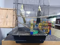 Korella cütü və qəfəs dəsti - Növ: Korella (cockatiel) – 2 quş, biri — foto 2