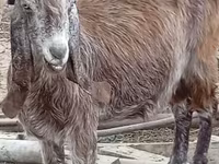 Dişi keçi, Damask goat — foto 5