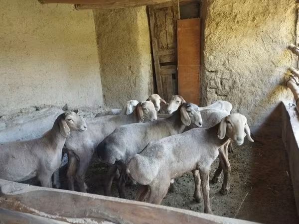 Qoyunlar (partiya, cinsi göstərilməyib), Qoyunlar