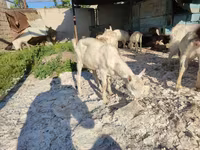 Goats (batch, sex not specified), Goats — photo 1