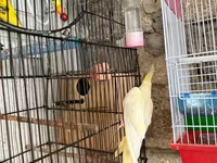 Korella qəfəs yuva munasib qiymete — фото 1