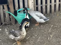 Ducks — фото 1