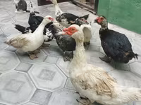 pato criollo doméstico — foto 1