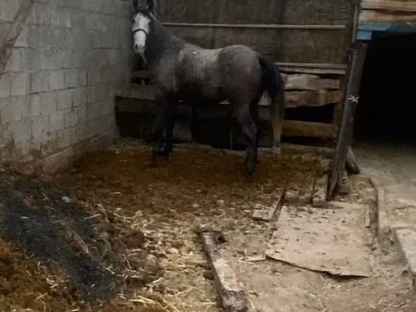 Kůň, Koně