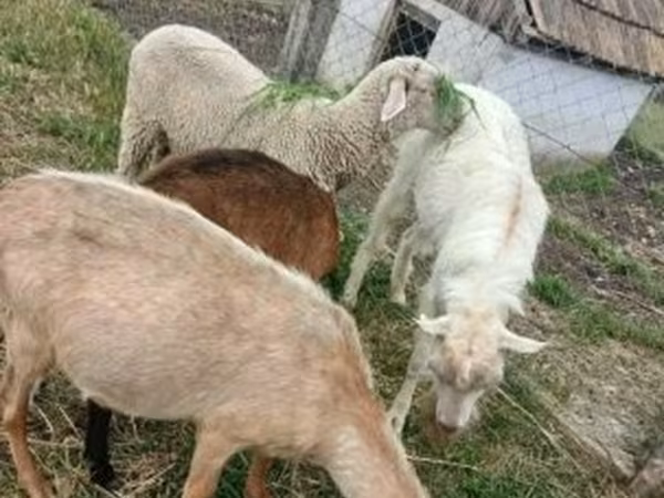 Beran, Merino sheep