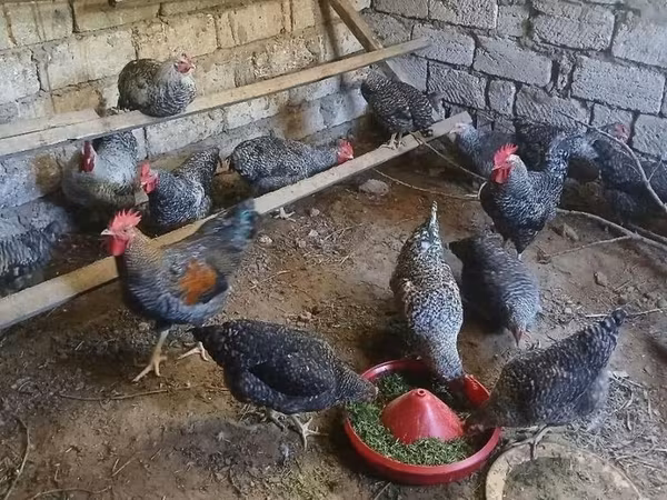 Chickens — Azərbaycan