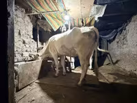 İnək, Ukrainian Brown Dairy Cattle — foto 4