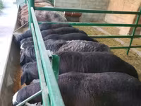Ram, Sheep — photo 7