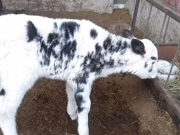 Cow, Holstein breed