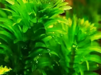 Էլոդեա Դենսա (Elodea densa) – 3 ճյուղ կենդանի ակվարիումային բույս — zdjęcie 4