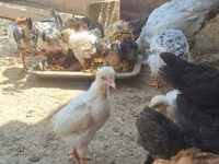 Chickens — photo 2
