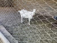Goat, Goats — photo 2