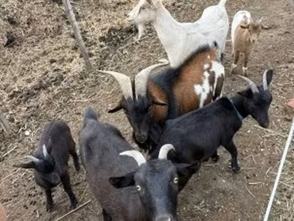 Kozy (šarže, pohlaví neuvedeno), Kozy