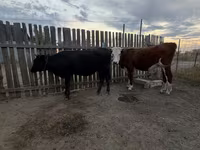 Kuh, Simmental cattle — Foto 1