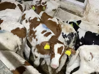 ثور, Simmental cattle — الصورة 1