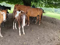 Kobyła, Konie — zdjęcie 3