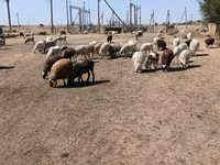 Qoyun, Edilbay sheep — foto 8
