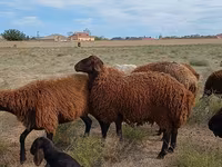 Qoç, Karakul sheep — foto 4