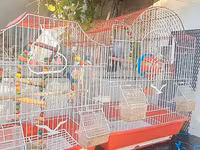3 ədəd papuqay ana ve iki ayliq bala. 2 qəfəs butun esyalari ili — 照片 4