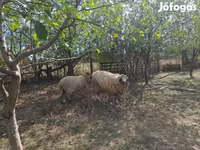 Beran, Tsigai sheep — foto 2