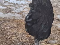 Australorp — foto 8