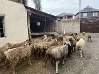 Carneiro, Rhon sheep — foto 7