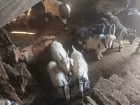 बकरा, बकरियाँ — फ़ोटो 1