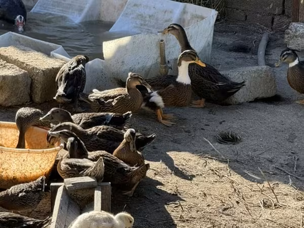 Ducks — Azərbaycan