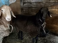 Qoç, Rhon sheep — foto 6
