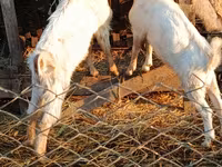 Keçi, Nubian Goat — foto 1