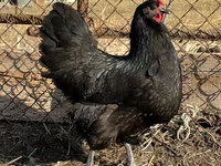 Australorp — foto 3
